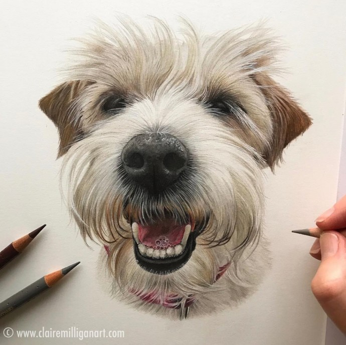 ​Потрясающие рисунки животных цветными карандашами: идеи для вдохновения