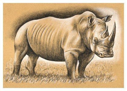 Рисуем носорога