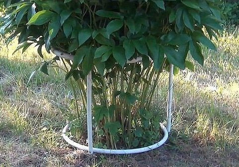 Конструкция для подвязки пионов