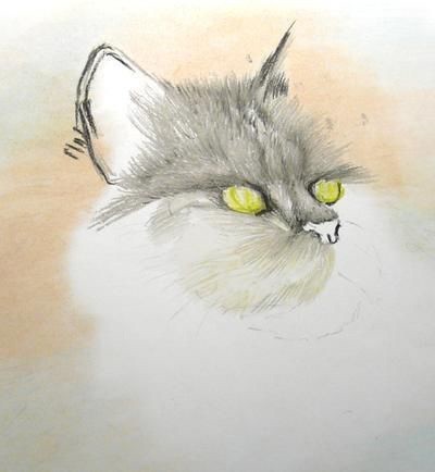 ​Рисуем роскошную кошку