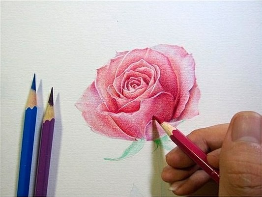 ​Чудесная роза карандашом