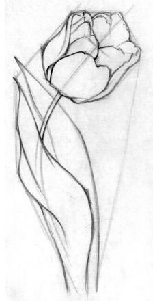 Тюльпан, который нарисован карандашом
