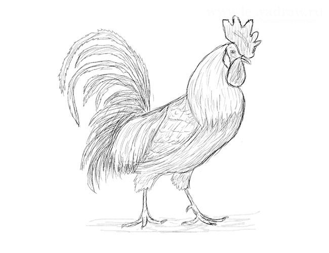 Рисуем петуха