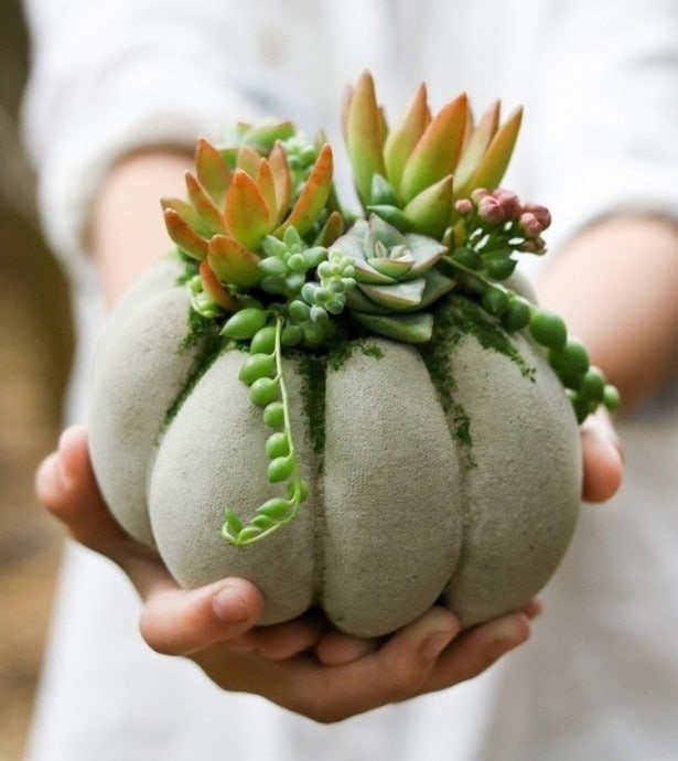 Кашпо для суккулентов из цемента