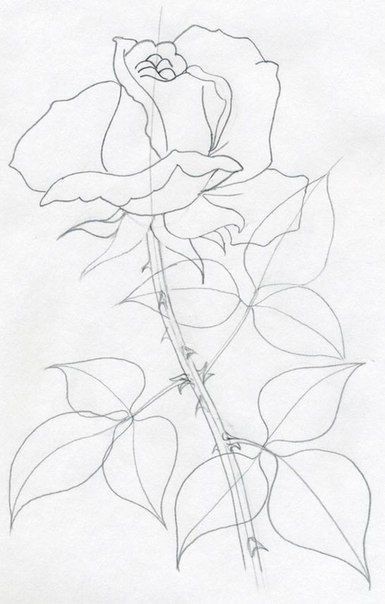 Рисуем розу цветным карандашом поэтапно