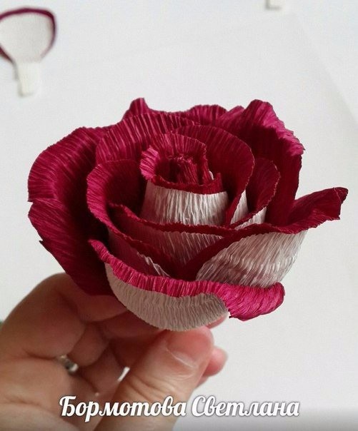 ​Двухцветная роза "Осирия" из гофрированной бумаги