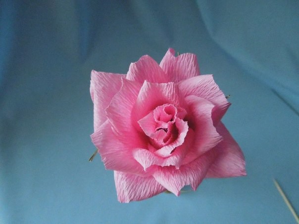 ​Пышная роза со сладким секретом