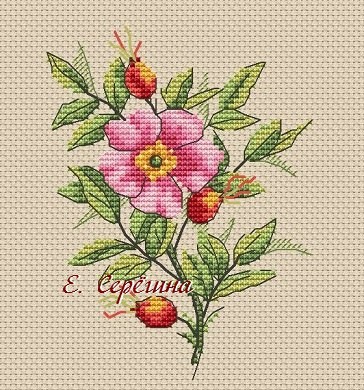 ​Вышиваем шиповник