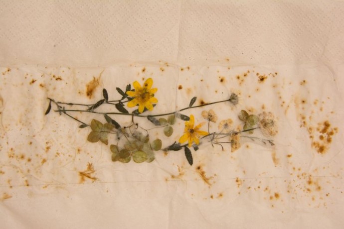 Закладка-гербарий "Мгновения"