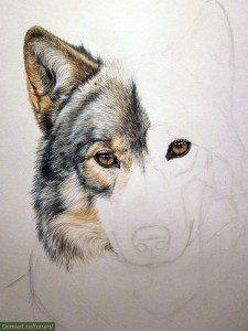 Рисуем волка