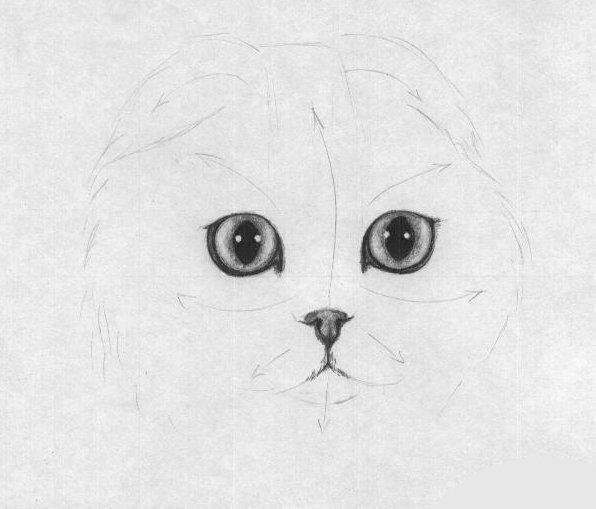 Рисуем шотландскую вислоухую кошку