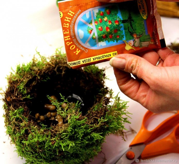 Лесной мох в интерьере