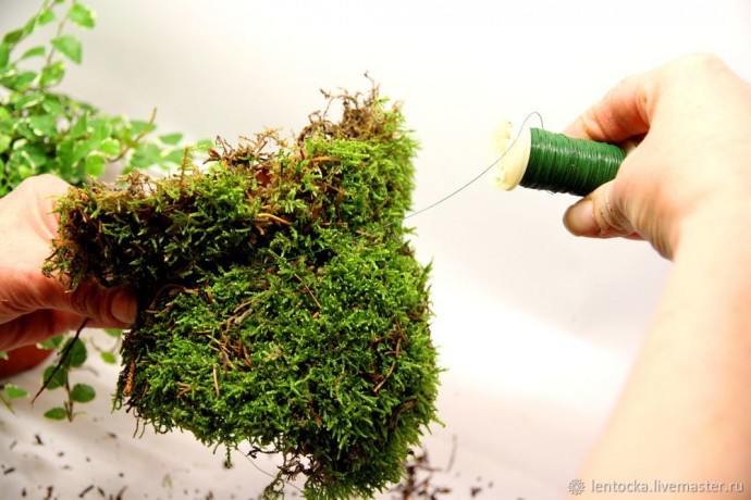 Лесной мох в интерьере