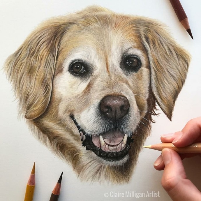 ​Потрясающие рисунки животных цветными карандашами: идеи для вдохновения