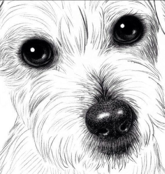 ​Рисуем бесконечно милую собачку простым карандашом