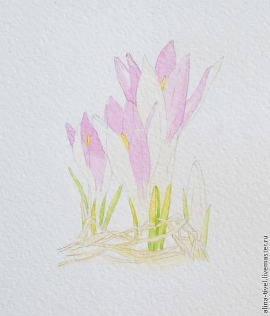 Нежные крокусы