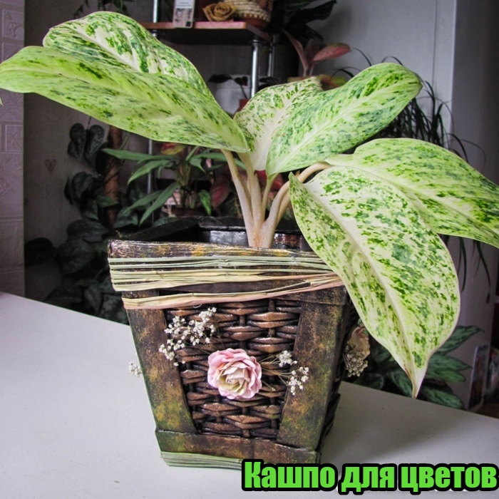 ​Кашпо для цветов