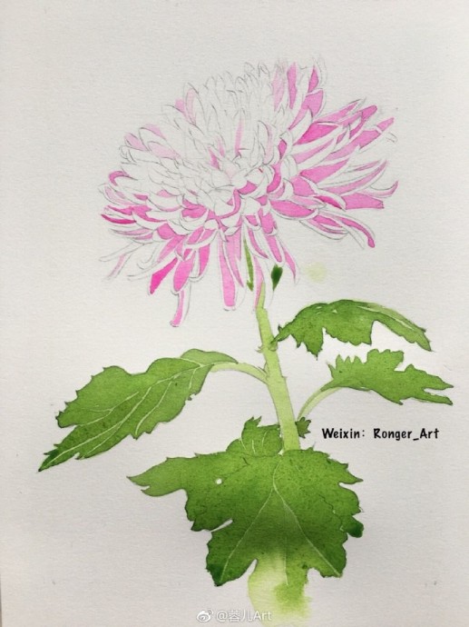 Рисуем акварелью хризантему