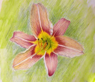 Цветок лилии акварельными карандашами