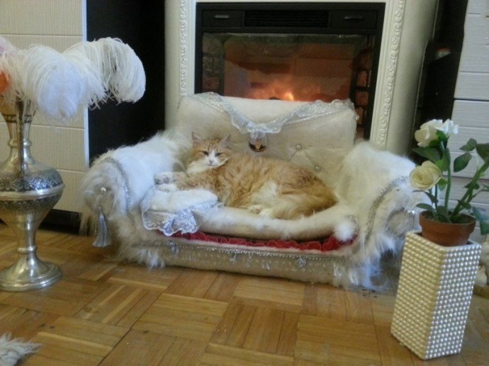 ​Кошачий диван