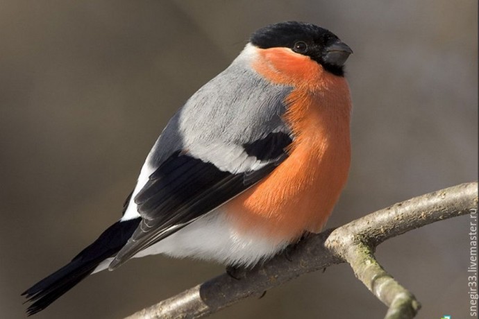 Вышитая гладью брошь со снегирем