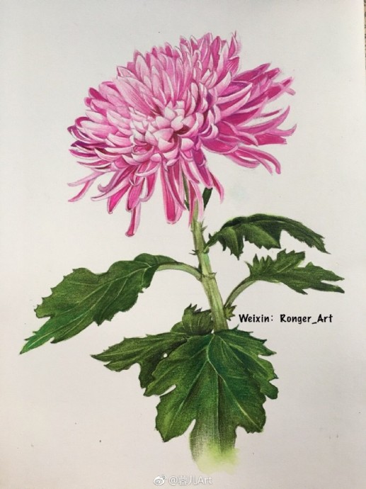 Рисуем акварелью хризантему