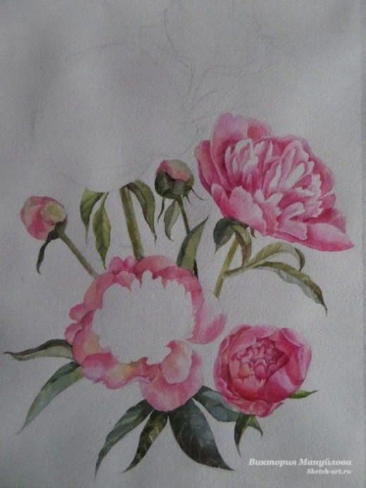 Урок рисования акварелью: пионы