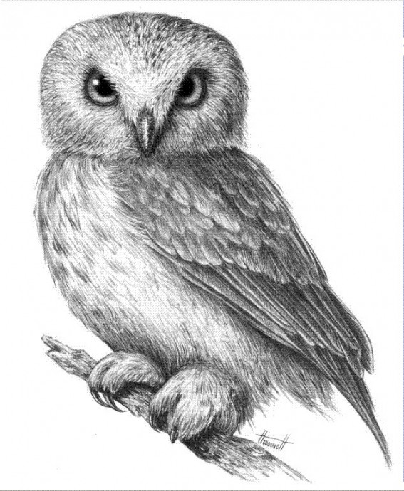 Рисуем сову простым карандашом