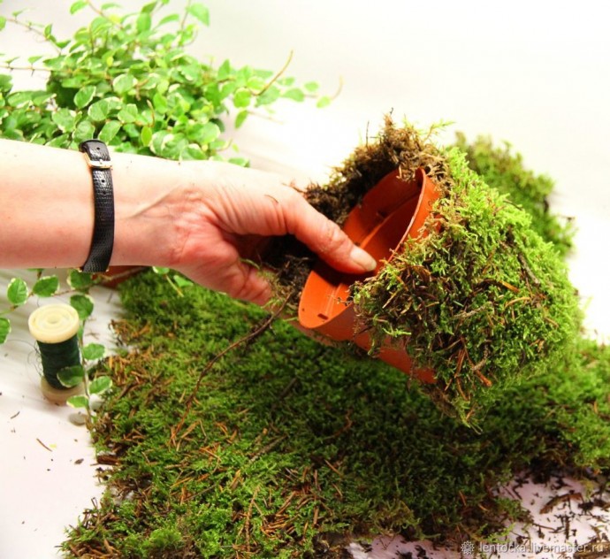 Лесной мох в интерьере