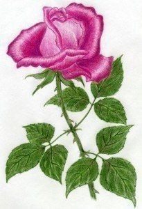 Рисуем розу цветным карандашом поэтапно