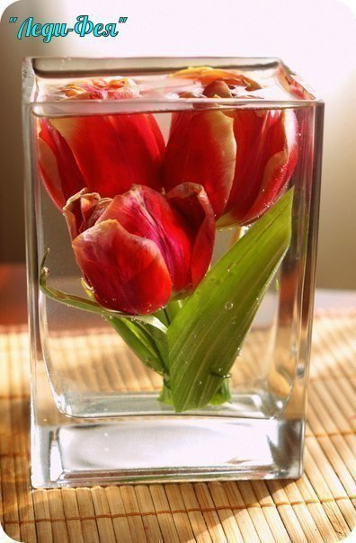 Хранение цветов при помощи глицерина Хранение цветов при помощи глицерина