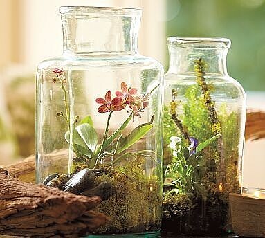 Флорариум в банке: идеи для вдохновения