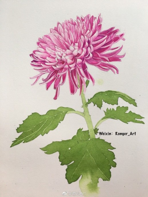 Рисуем акварелью хризантему