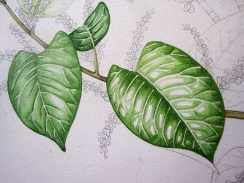 Рисуем правдоподобные листья