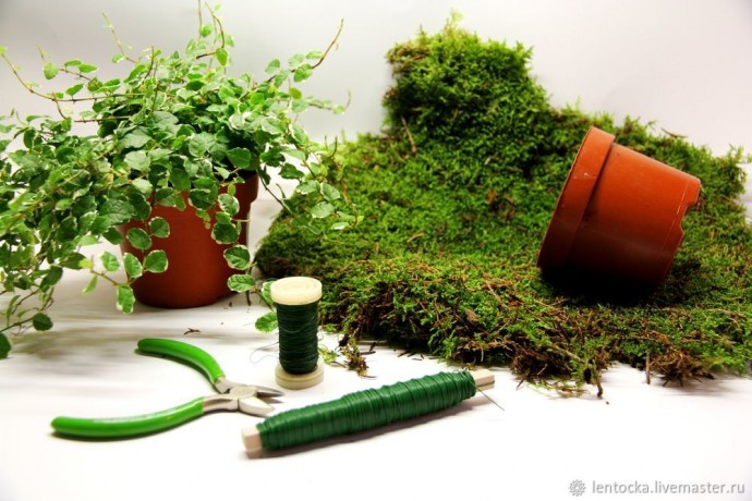 Лесной мох в интерьере