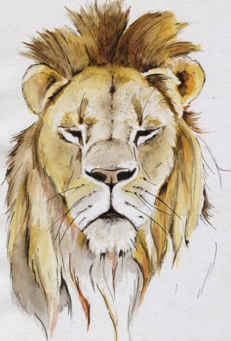 Рисуем царя зверей льва