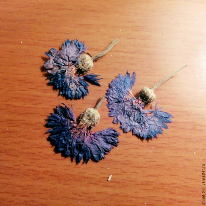 6 способов засушить васильки