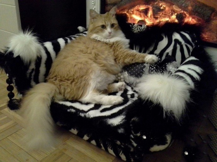​Кошачий диван