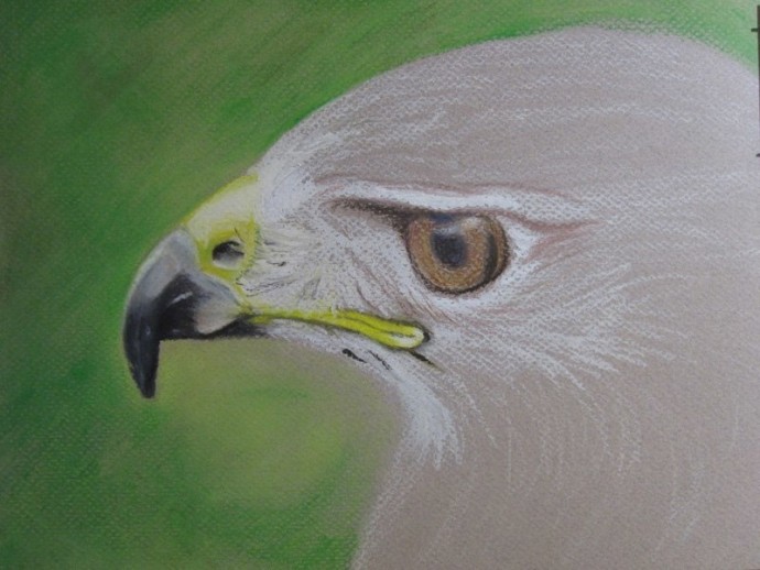 ​Рисуем орла