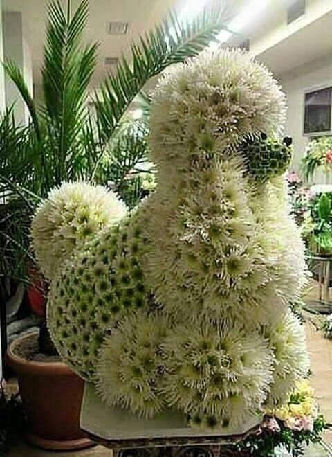 Дачные идеи красивых фигур из растений