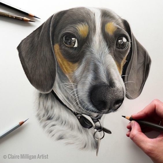 ​Потрясающие рисунки животных цветными карандашами: идеи для вдохновения