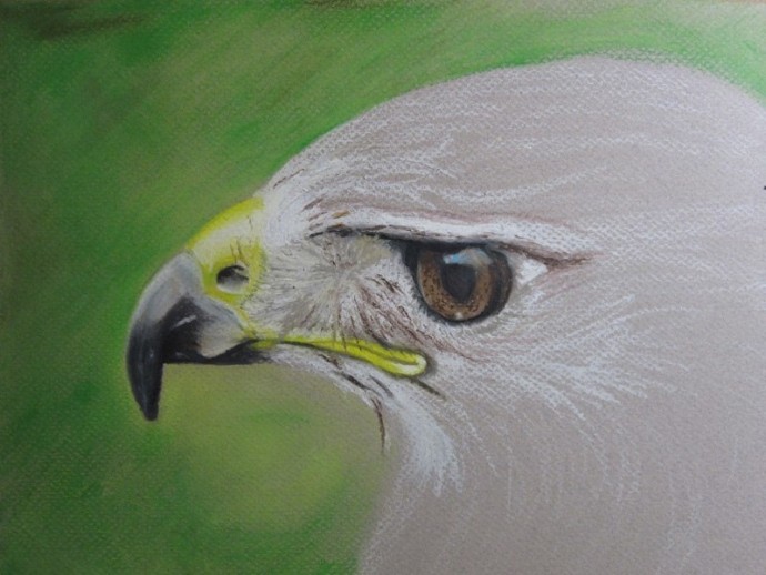 ​Рисуем орла