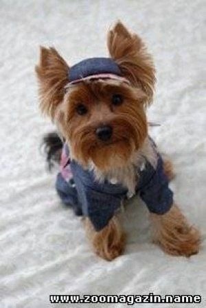 Джинсовый комбинезон для собачки небольшого размера