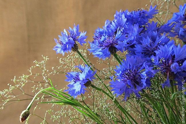 6 способов засушить васильки