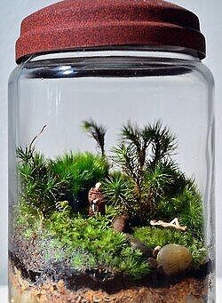 Флорариум в банке: идеи для вдохновения