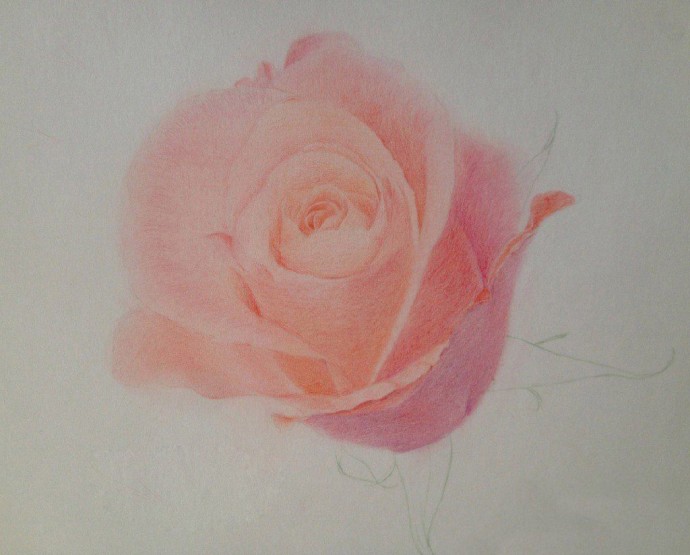 ​Рисуем чудесную розу