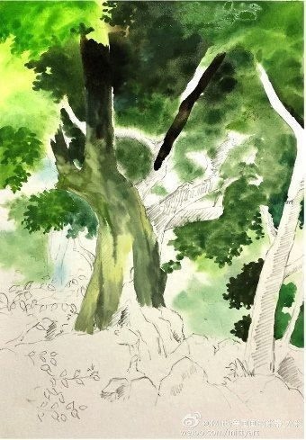 Урок рисования акварелью: старое мощное дерево