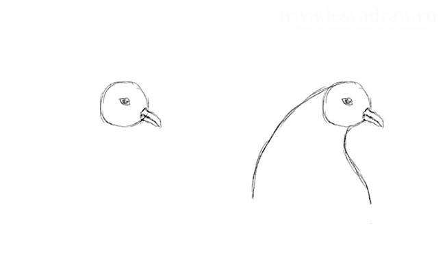 Рисуем петуха