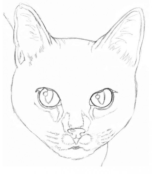 Рисуем кота карандашом