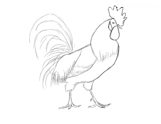 Рисуем петуха